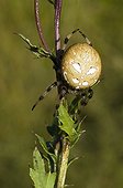 Four Spot Orb Weaver (Araneus quadratus), female, Riedener Lake, Lech Valley, Ausserfern, Tyrol, Austria, Europe
