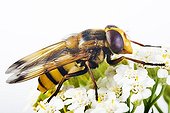 Hoverfly (Volucella inanis)
