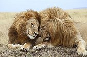 Lions (Panthera leo), affection