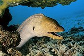 Giant moray (Gymnothorax javijancus) postering aggressively in its hideout, dangerous, Similan Islands, Andaman Sea, Thailand, Asia, Indian Ocean