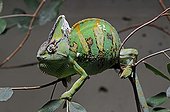 Veiled Chameleon or Yemen Chameleon (Chamaeleo calyptratus