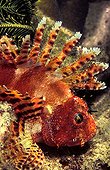Fuzzy Dwarf Lionfish or Shortfin Lionfish (Dendrochirus brachypterus), Philippines