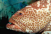 Tiger Grouper (Mycteroperca tigris), Caribbean, Americas