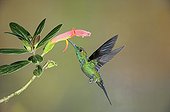 Green crowned Brilliant male gathering nectar in flight