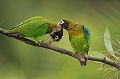 Couple of Brown-hooded Parrots on a branch in Costa Rica 