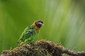 Brown-hooded Parrot on a branch in Costa Rica 