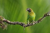 Brown-hooded Parrot on a branch in Costa Rica 