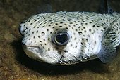 Spot-fin Porcupinefish (Diodon hystrix), fish, portrait, Similan Islands, Andaman Sea, Thailand, Asia, Indian Ocean