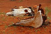 Skeleton on way red center australia