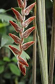 Inflorescence of Heliconia in Costa Rica 