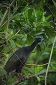 Black Guan careful on a branch in Costa Rica
