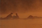 Hippos playing in the morning mist South Africa