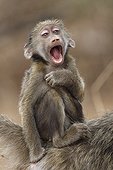 Young Chacma Baboon by a mimicry of laughter 