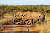 White Rhinoceros or Square-lipped rhinoceros (Ceratotherium simum), Madikwe Game Reserve, South Africa, Africa