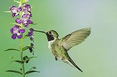 Broad-tailed Hummingbird (Selasphorus platycercus), male in flight feeding on Purple Angelonia (Angelonia angustifolia), Paradise, Portal, Chiricahua Mountains, Arizona, USA