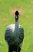 Black Crowned Crane (Balearica pavonina)