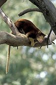 Matschie's Tree-kangaroo or Huon Tree-kangaroo (Dendrolagus matschiei), adult in a tree, native to New Guinea
