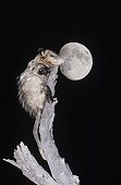 Virginia Opossum (Didelphis virginiana), adult climbing dead tree at night with moon, Starr County, Rio Grande Valley, Texas, USA
