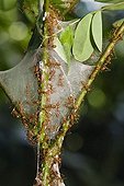 Weaver Ants (Oecophylla) in the rainforest, Havelock Island, Andaman Islands, India