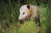 Virginia Opossum (Didelphis virginiana), adult in grass, Refugio, Texas, USA