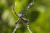 Zig-zag Spider (Neoscona cooksoni), Ecuador