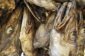 Dried fish heads, codfish, Senja Peninsula, Norway, Europe
