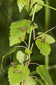 Longhorn Moth Nemophora degeerella Germany