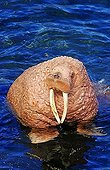 Pacific walrus (Odobenus rosmarus divergens, portrait, Bering Sea, Alaska