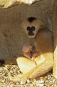 Gibbon, female White-cheeked Crested Gibbon (Nomascus leucogenys)