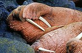 Pacific walrus (Odobenus rosmarus divergens), sleeping, Bering Sea, Alaska