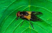 Hover-fly (Volucella pellucens)