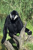 Gibbon (Namascus), sitting on branches