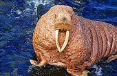 Pacific walrus (Odobenus rosmarus divergens), portrait, Bering Sea, Alaska