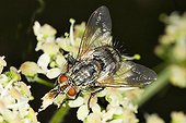 Marbled grey flesh fly (Sarcophaga carnaria)