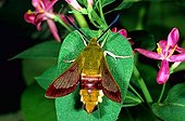 Hummingbird Moth (Hemaris fuciformis)