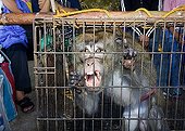 Caged Monkey, Banaue, Luzon, Philippines, Asia