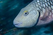 Female Stoplight Parrotfish underwater in Bonaire island