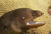 Portrait of a Goldentail Moray underwater in Bonaire island
