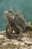 Common Green Iguana in Buddy Dive Resort at Bonaire