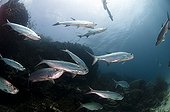 Tarpons on the southeast coast of Bonaire