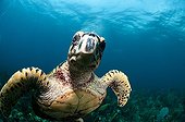 Hawksbill Turtle on the southeast coast of Bonaire