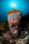 Encrusting corals and sponges Southeast coast of Bonaire