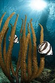 Banded Butterflyfishes swimming Southwest Coast Bonaire