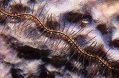 Brittle-star in the Southwest Coast Bonaire