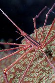 Arrow Crab in the Southwest Coast of Bonaire