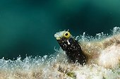 Blenny in the Southwest Coast of Bonaire
