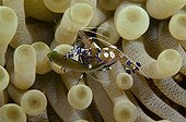 Spotted shrimp cleaning a Demoiselle Bonaire