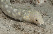 Goldspotted eel in the southwest coast of Bonaire