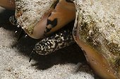 Eye of Queen conch in the southwest coast of Bonaire