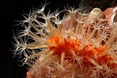 Veretillum soft coral (Veretillum sp ; Veretillum soft coral (Veretillum sp.) with polyps, Gangga Island, Bangka Islands, North Sulawesi, Indonesia, Molucca Sea, Pacific, Asia